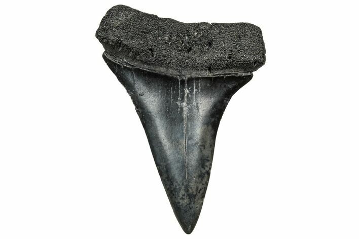 Fossil Broad-Toothed Mako Tooth - South Carolina #328950